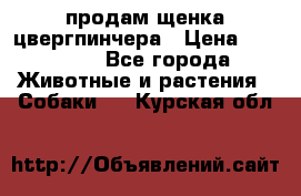 продам щенка цвергпинчера › Цена ­ 15 000 - Все города Животные и растения » Собаки   . Курская обл.